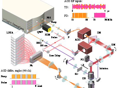 觀測(cè)自由基聚合的超快受激拉曼成像