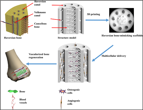 在3D打印復(fù)雜結(jié)構(gòu)仿生骨支架方面上海硅酸鹽所取得新進(jìn)展